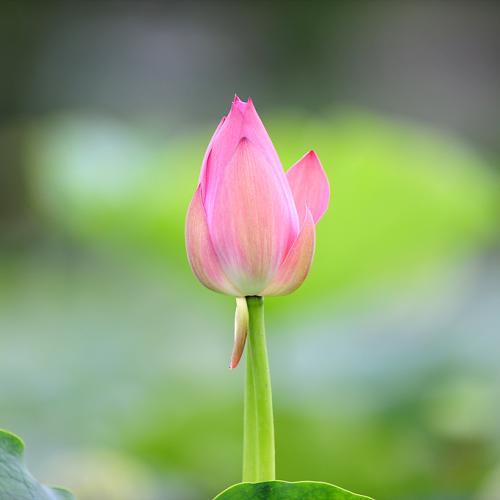 부여 궁남지에서