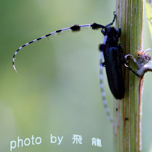 오늘 아침엔 37탄(연 작)