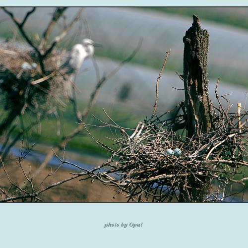 알이 부화될때쯤..