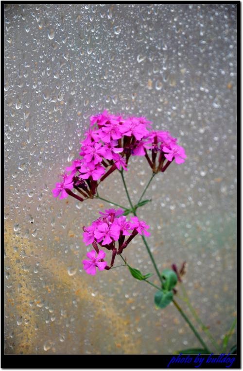 비오는 날의 풍경