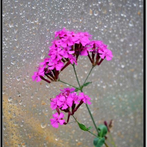 비오는 날의 풍경