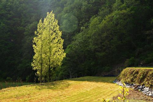 충북 옥천군 안내면 안내회남로(비포장길)