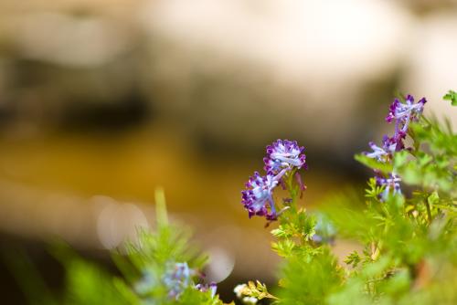 자주괴불주머니