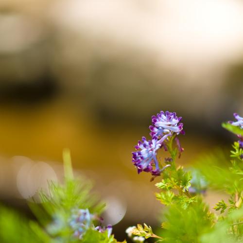 자주괴불주머니