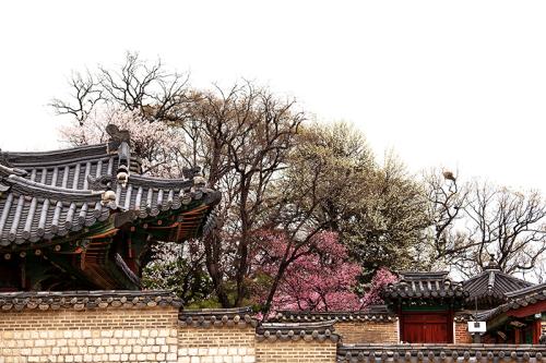 흐린봄날 창덕궁