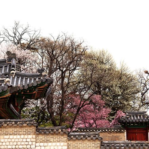 흐린봄날 창덕궁