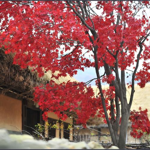 가을 한아름 안고...