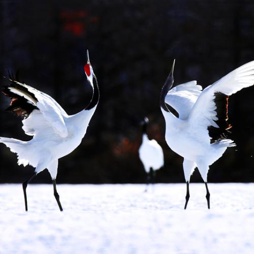 대한민국사진대전출품작