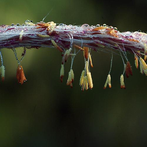 오늘 아침엔171-2탄이것도꽃인감?