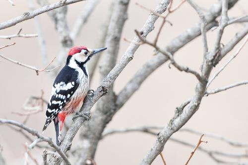 큰오색딱따구리 등....