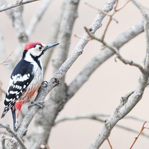 큰오색딱따구리 등....