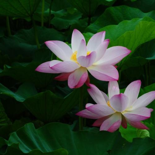 궁남지 연꽃 입니다