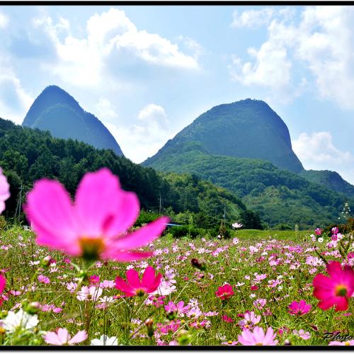 마이산 코스모스