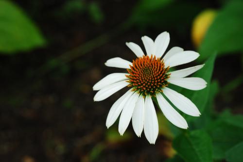 비 그친 한밭수목원에서
