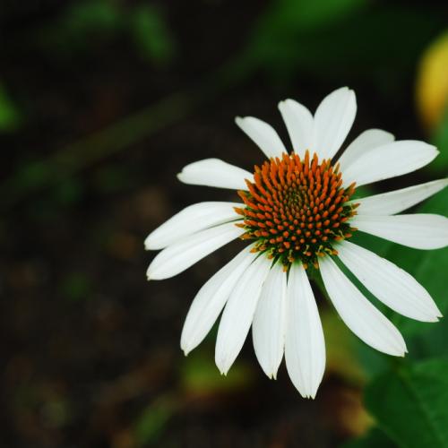 비 그친 한밭수목원에서