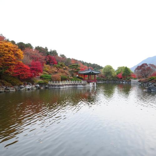 현충원 단풍입니다.