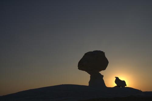 Chicken and Mushroom