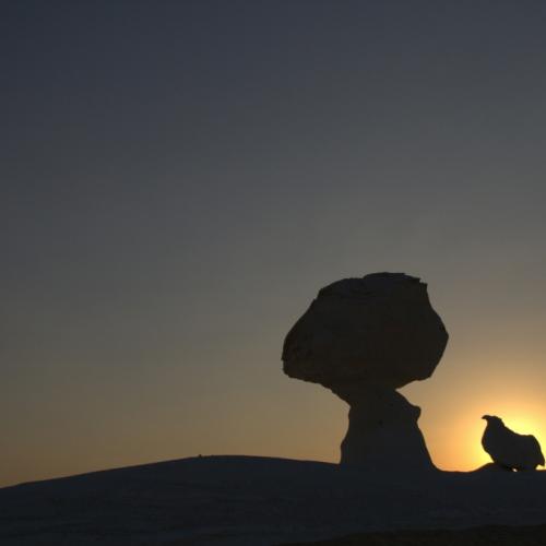 Chicken and Mushroom