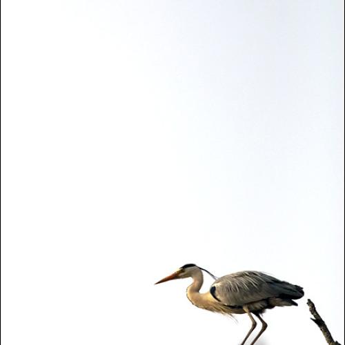 왜가리 탐방[연작입니다]