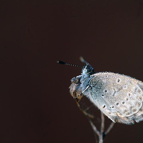 오늘 아침엔123탄(암부전흰나비)