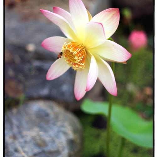 오늘 아침 궁남지