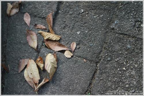 가을이라는 느낌!