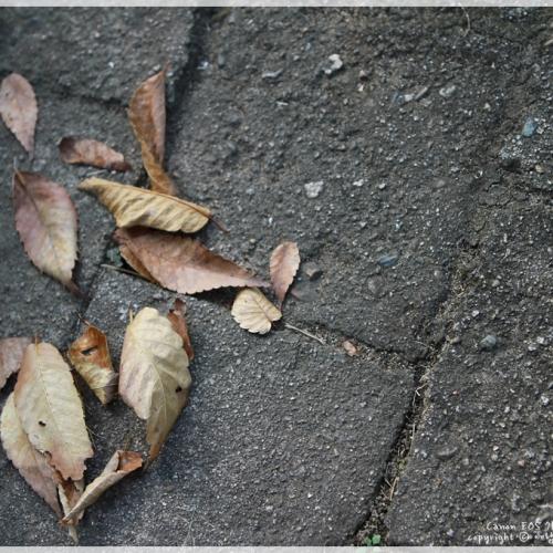 가을이라는 느낌!