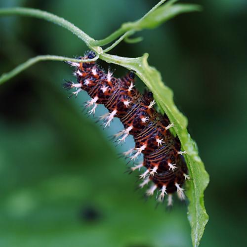 오늘 아침엔171-3탄(징그러운것)