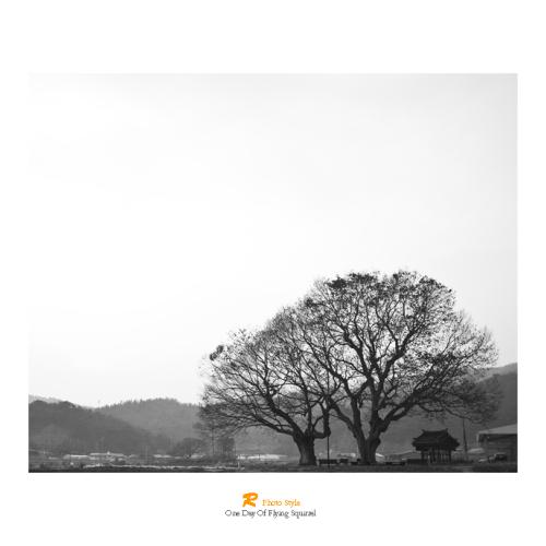 내 마음 속의 나무..