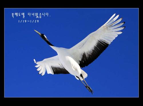 북해도 쿠시로에 두루미촬영을 다녀왔습니다.