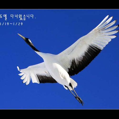 북해도 쿠시로에 두루미촬영을 다녀왔습니다.