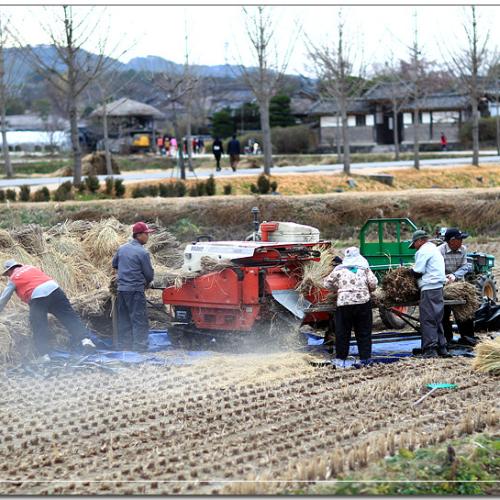 가을 수확...