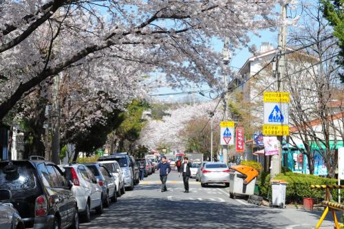 대전 도심 벗꽃입니다.