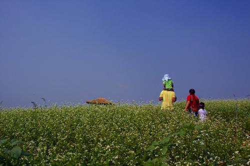 메밀꽃 필 무렵...