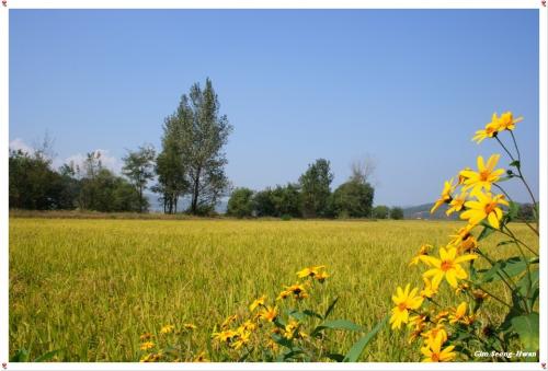 황금들판에서