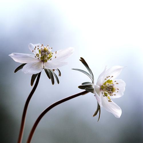 변산아씨와의 밀애