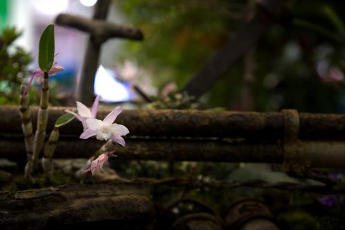 안면도 꽃박람회