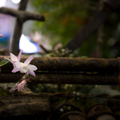 안면도 꽃박람회