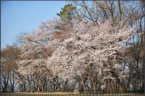 벚꽃 화려한 날