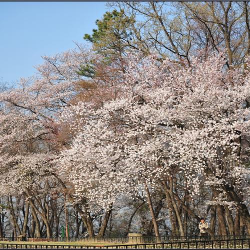 벚꽃 화려한 날
