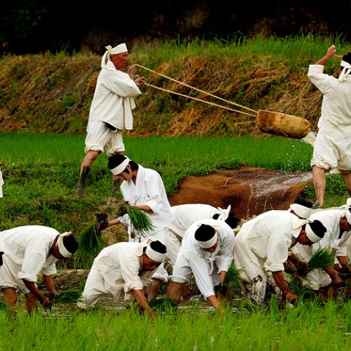 단렌즈를 사랑하는 이유-전통 모내기